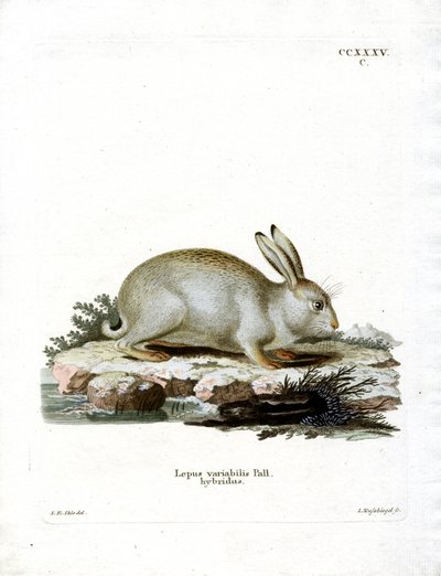 Mountain Hare by German School