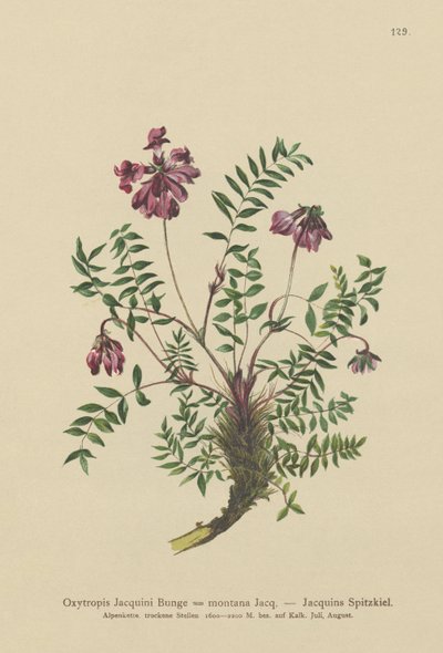 Mountain Milkvetch by German School