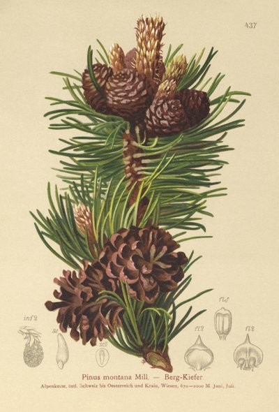 Mountain Pine by German School