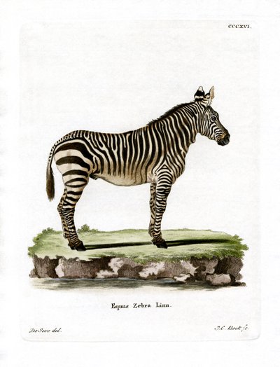 Mountain Zebra by German School