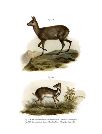 Musk Deer by German School
