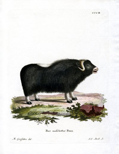 Musk Ox by German School
