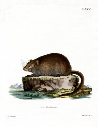 Muskrat by German School