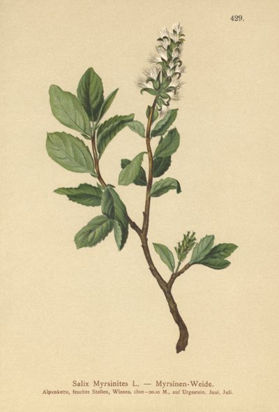 Myrtle Willow by German School