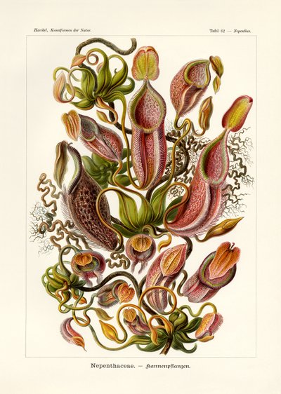 Nepenthaceae by German School