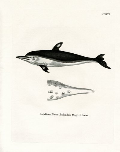 New Zealand Dolphin by German School
