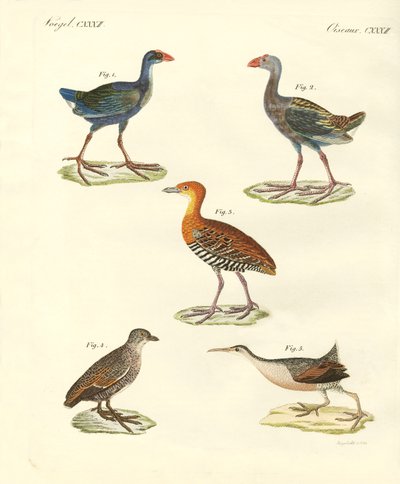 New birds by German School