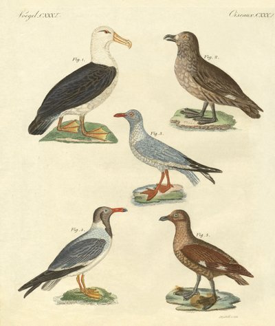 New Birds by German School
