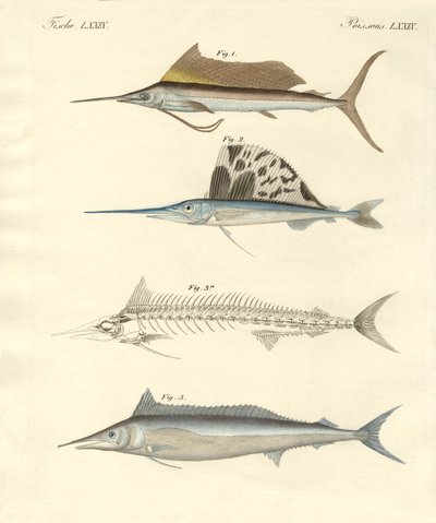 New Mackerel-like Fish by German School