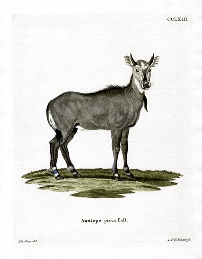Nilgai by German School