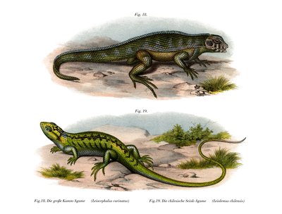 Northern Curly-tailed Lizard by German School