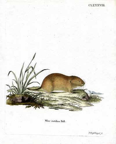 Northern Red-Backed Vole by German School