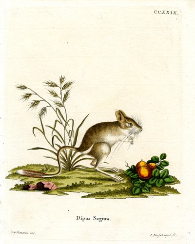 Northern Three-toed Jerboa by German School