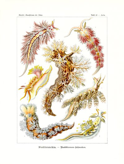 Nudibranchia by German School