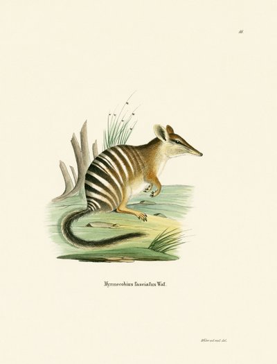 Numbat by German School