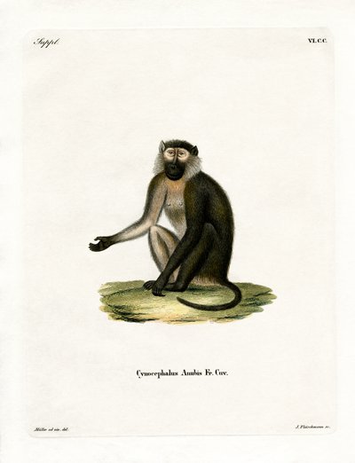 Olive Baboon by German School