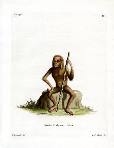 Orangutan by German School