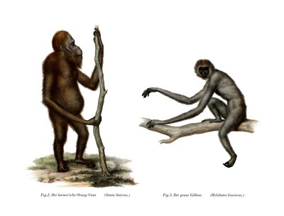 Orangutan by German School