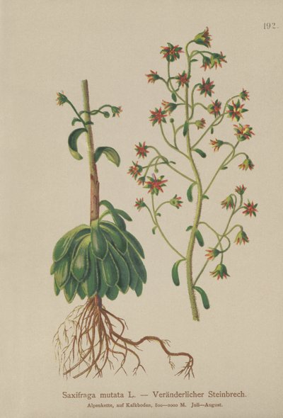 Orange Saxifrage by German School