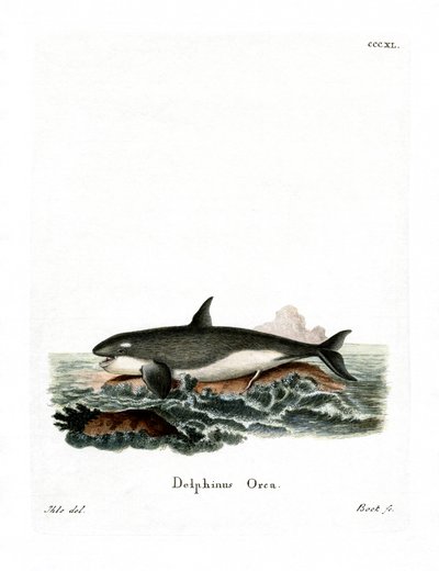 Orca by German School