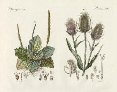Outstanding plants by German School