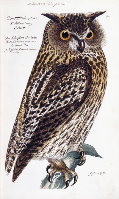 Owl by German School