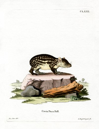Paca by German School