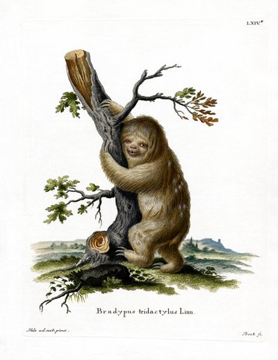 Pale-throated Sloth by German School
