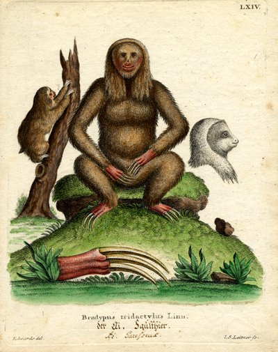 Pale-throated Sloth by German School
