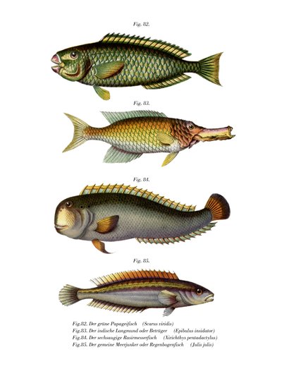 Palecheek Parrotfish by German School