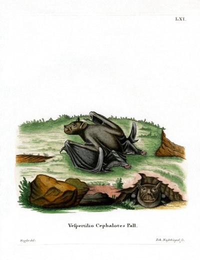 Pallas