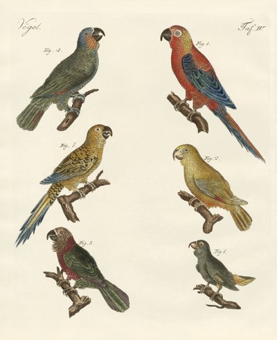 Parrots of the new world by German School