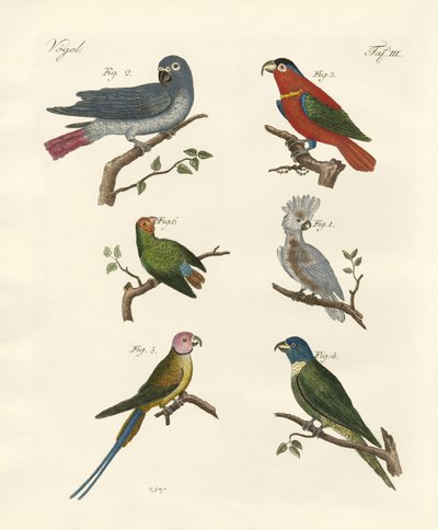 Parrots of the old world by German School