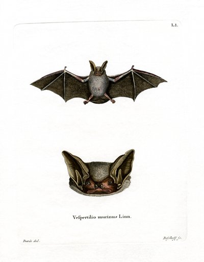 Particolored Bat by German School