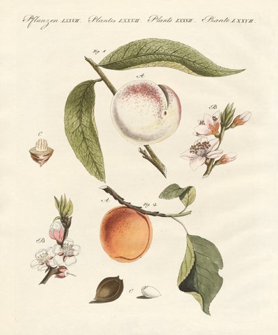Peaches and apricots by German School