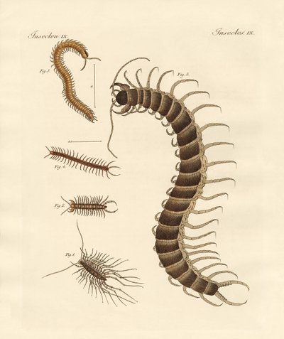 Peculiar Insects by German School