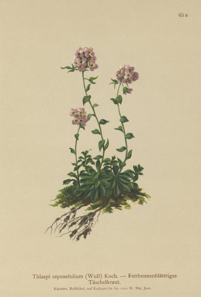 Pennycress by German School