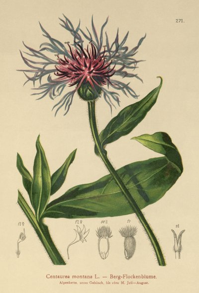 Perennial Cornflower by German School