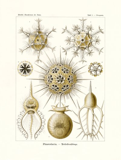 Phaeodaria, 1899-1904 by German School