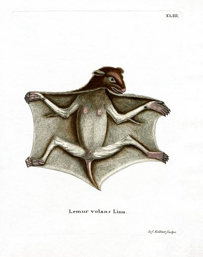 Philippine Flying Lemur by German School