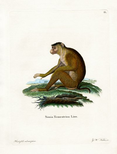 Pig-tailed Macaque by German School