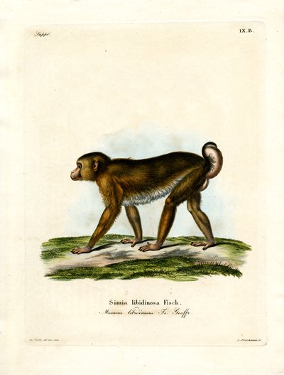 Pig-tailed Macaque by German School