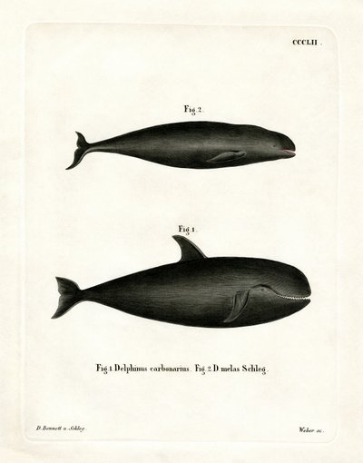 Pilot Whale by German School