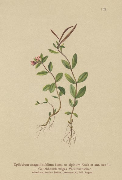 Pimpernel Willowherb by German School