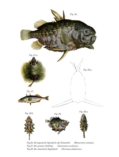 Pineconefish by German School
