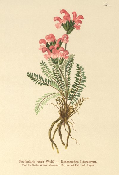 Pink Lousewort by German School