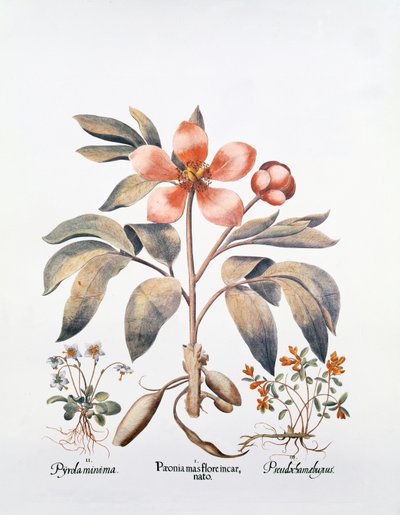 Pink Peony by German School