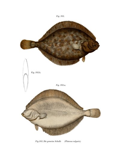 Plaice by German School