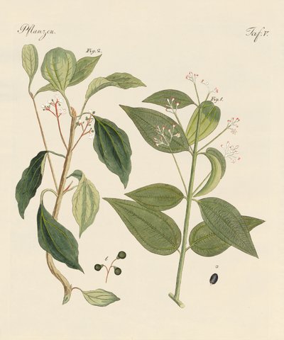 Plants from hot countries by German School