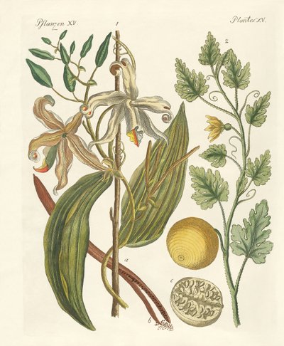 Plants from Hot Countries by German School